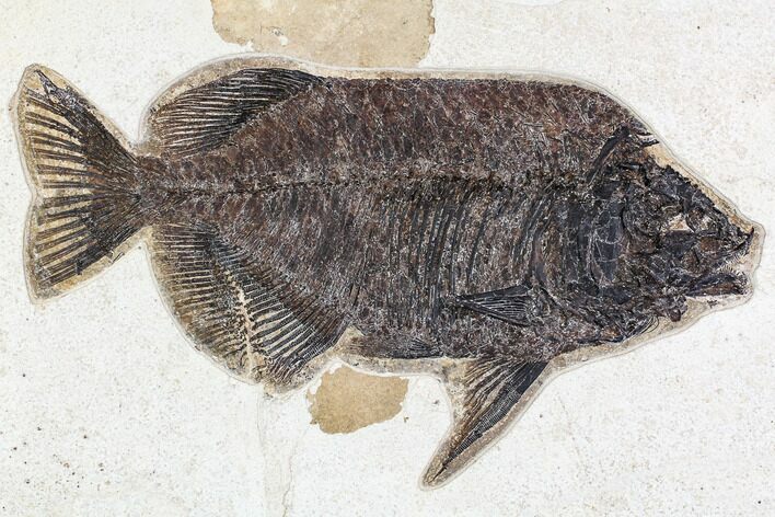 Fossil Fish (Phareodus) - Green River Formation, Inch Layer #107476